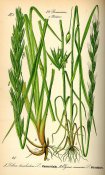 800px-Illustration_Leymus_arenarius_and_Lolium_temulentum0.jpg