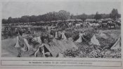 Журнал " Нива" № 8 1915 г