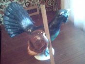 IMG_20180730_111623.jpg
