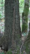 IMG_1783.JPG