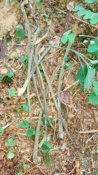 DSC_0005.JPG