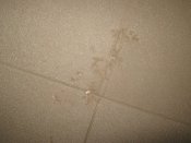 IMG_3442.JPG