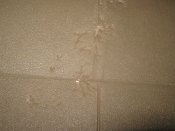 IMG_3443.JPG