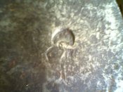 IMG1083A.jpg