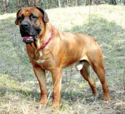 boerboel.jpg