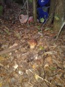 20180927_075324.jpg