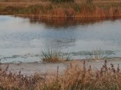 IMG_20181001_175935[1].jpg