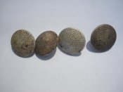 SDC13754.jpg