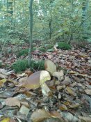 20181004_091522.jpg