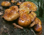 Pholiota_adiposa_P26.jpg