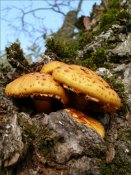 Pholiota_adiposa.JPG