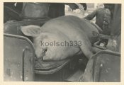 Tarnopol Fleisch Versorgung Feldkuche 16. PD Ostfront Ukraine.jpg