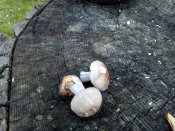 IMG_20181015_180910.jpg