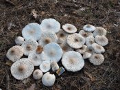 DSCN4278.JPG