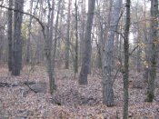IMG_1956.JPG