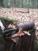 IMG_20181029_124828.jpg