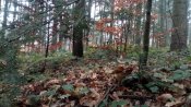 IMG_20181102_095512.jpg