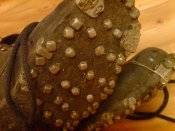 DSC01158.jpg