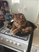 казан-котэ-4829402.jpeg