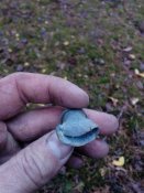 IMG_20181111_154135.jpg