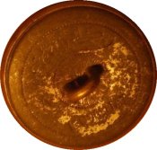 honved_koronas_gomb_1.jpg