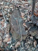 IMG_20181118_124242[1].jpg