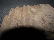 IMG_4595.jpg