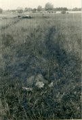 img043.jpg