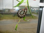 DSC06838.jpg