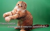 glaza-boyatsya-a-lapy-delaut.jpg