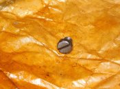 Винт шептала ВМ