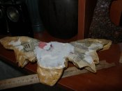 орел для антуража+бонус череп скрыльями