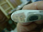 DSC07731.JPG