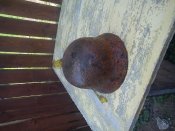 DSC00216.jpg