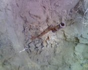 IMG2310A.jpg