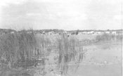 52 Viehweide bei Poltawa, 1943.jpg