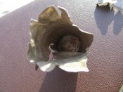 IMG_7776.JPG