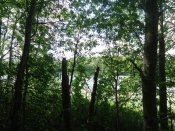 DSC05334.jpg