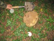 IMG_2396.jpg
