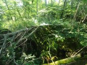 DSC05597.jpg