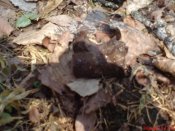 DSC00984.jpg