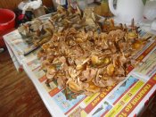 DSC05583.jpg