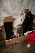 100_4788.JPG