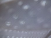 DSC01489.JPG