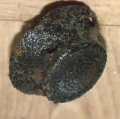 DSC_7088.jpg