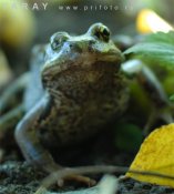 frog1-6.jpg
