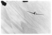fw190 (2).jpg