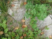 DSCF2841.jpg