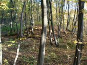 DSC07518.JPG