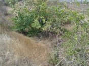 IMG_20120915_133154.jpg